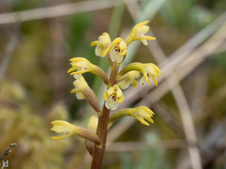 Coral-Root Orchid