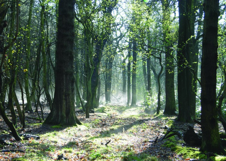 Gosforth Nature Reserve